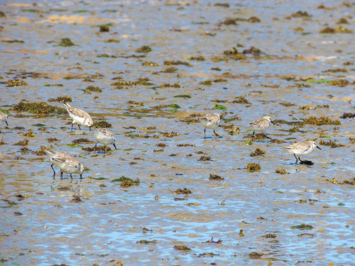 Semipalmated Sandpiper - ML647656589