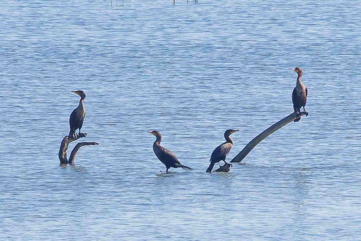 Cormorán Orejudo - ML647656597