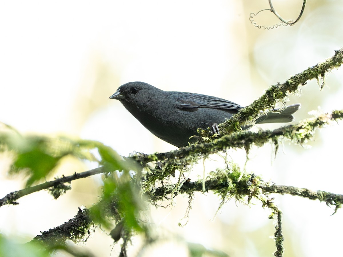 Slaty Finch - ML647656605
