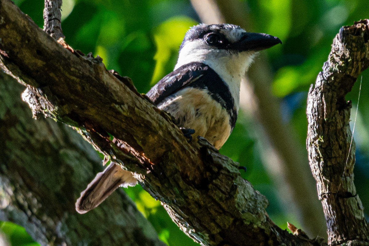 Swainson Pufkuşu - ML647656610