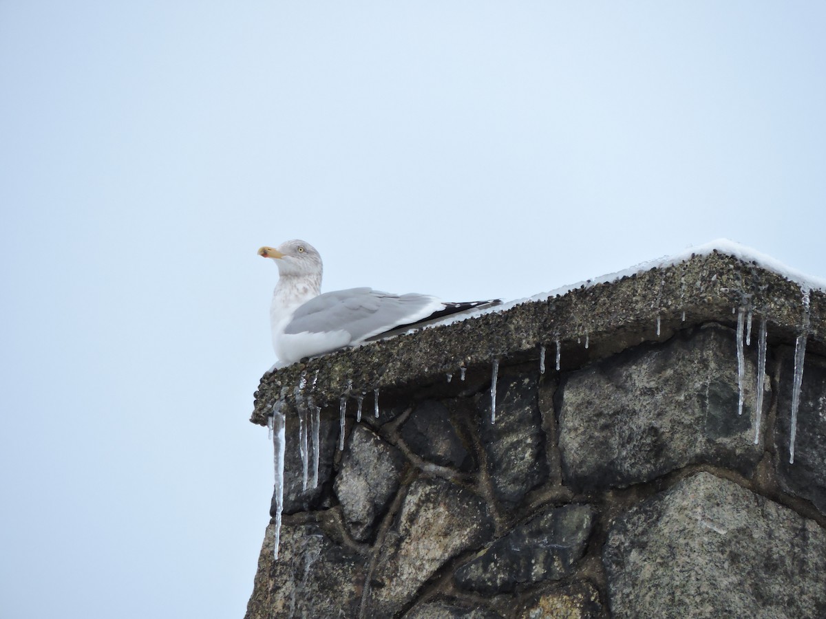 American Herring Gull - ML647656612