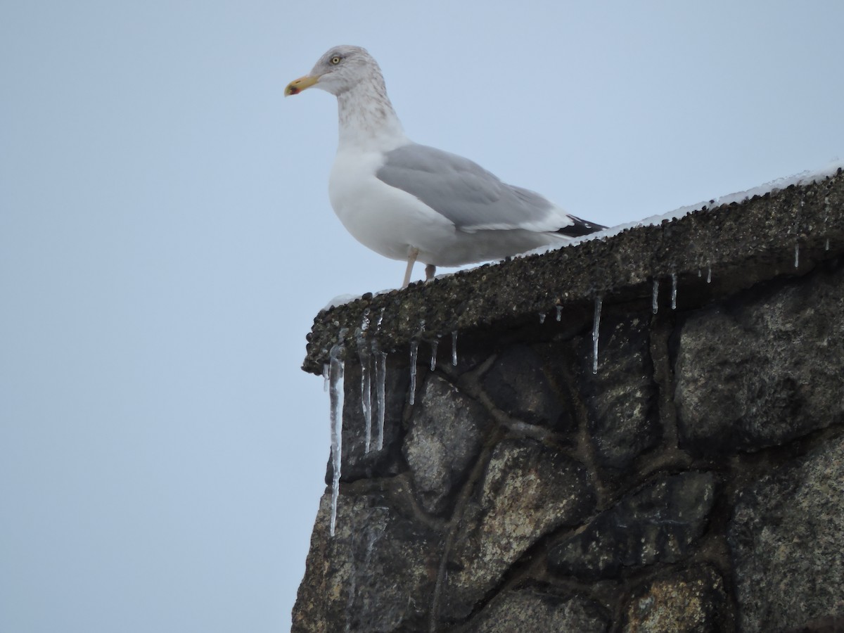 American Herring Gull - ML647656620