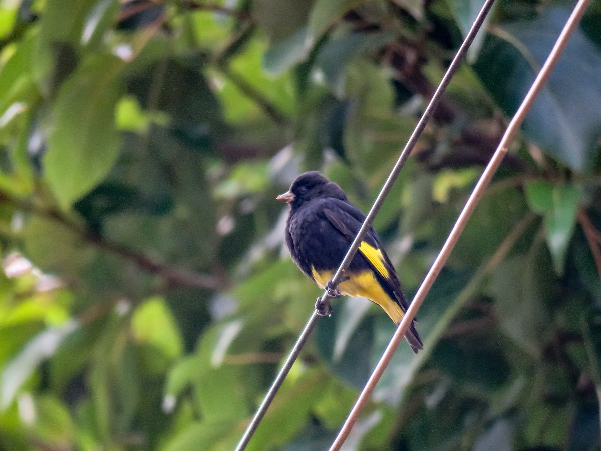 Black Siskin - ML647656638