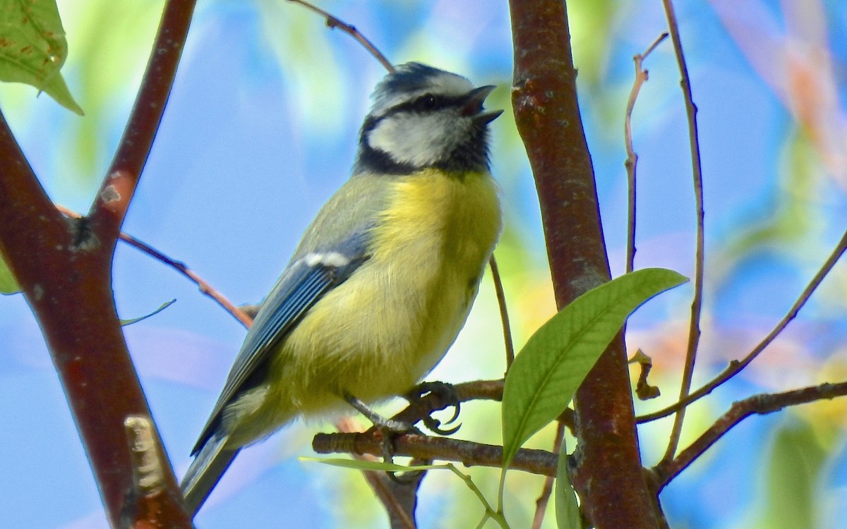 Eurasian Blue Tit - ML647656647