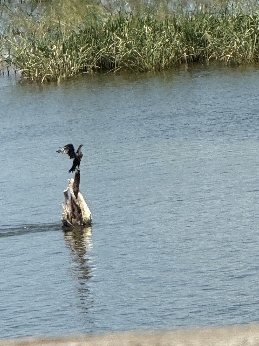 Cormorán Orejudo - ML647656653