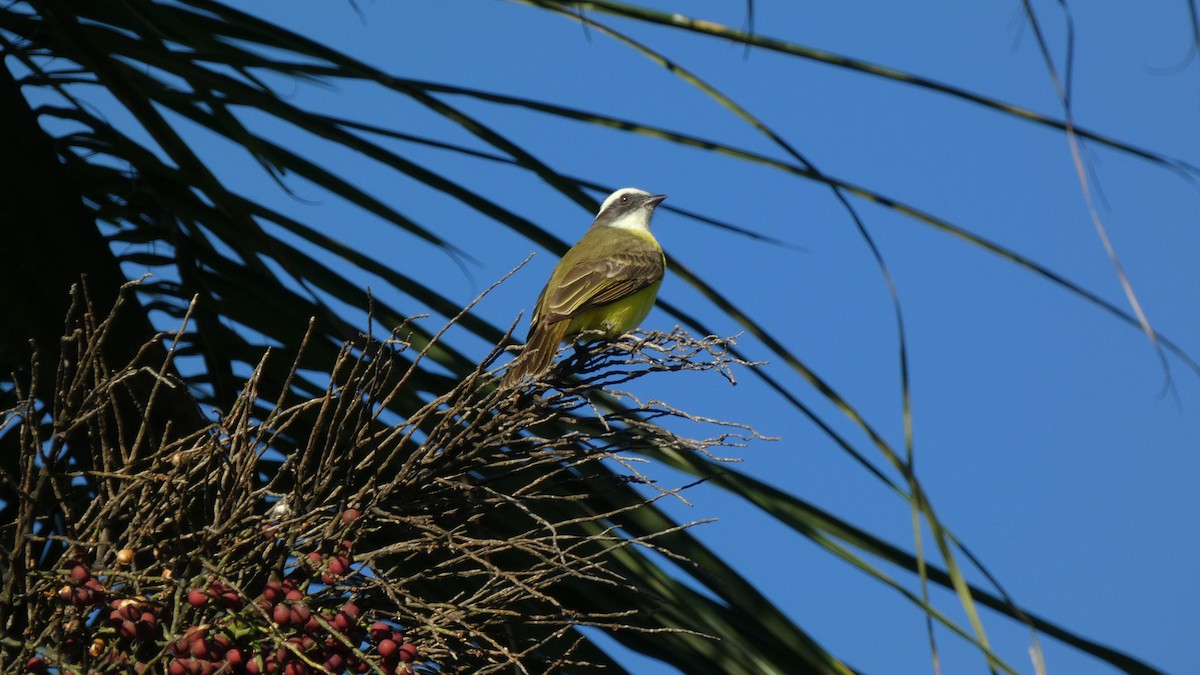 Tyran sociable - ML647656654