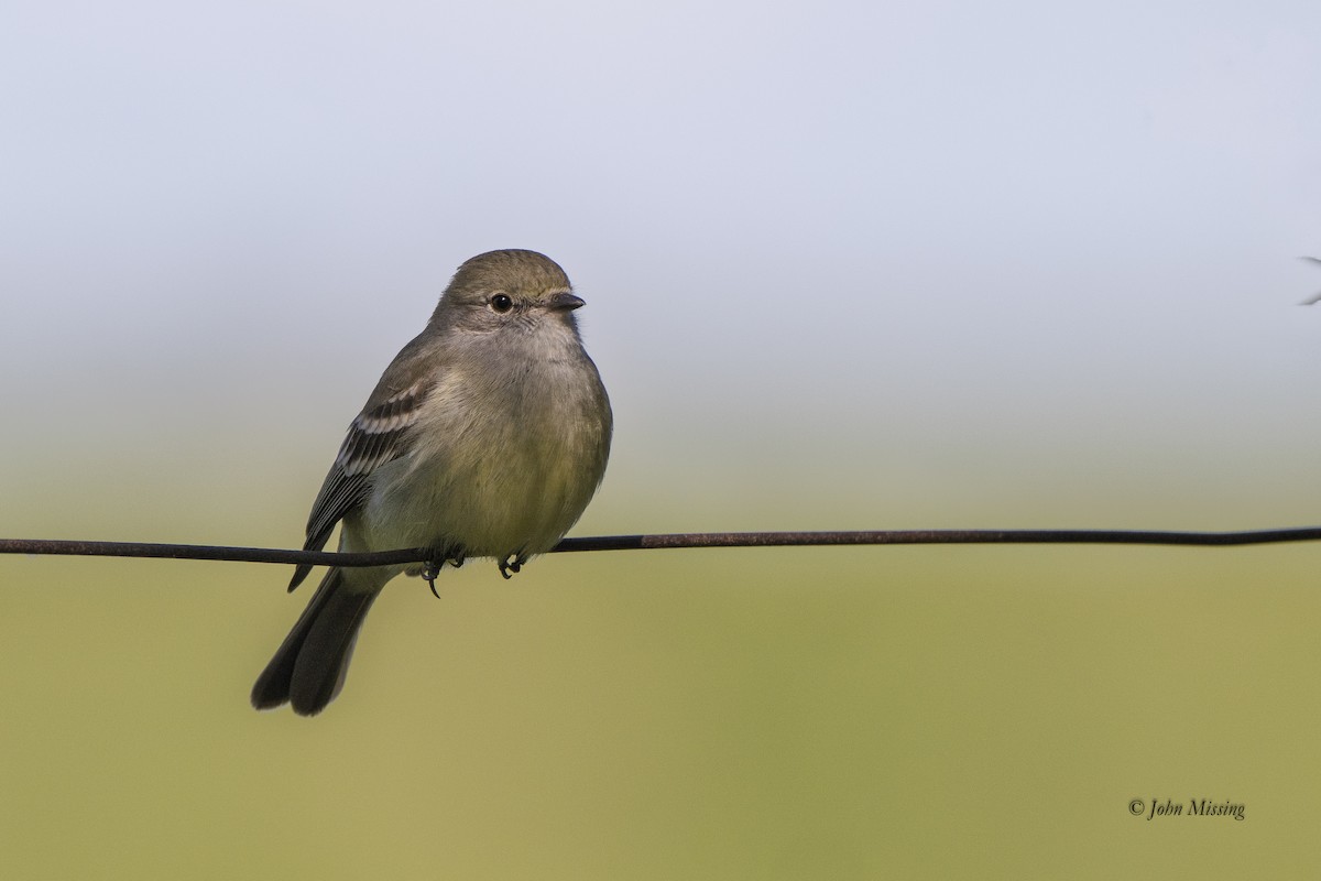 Southern Scrub-Flycatcher - ML647656658