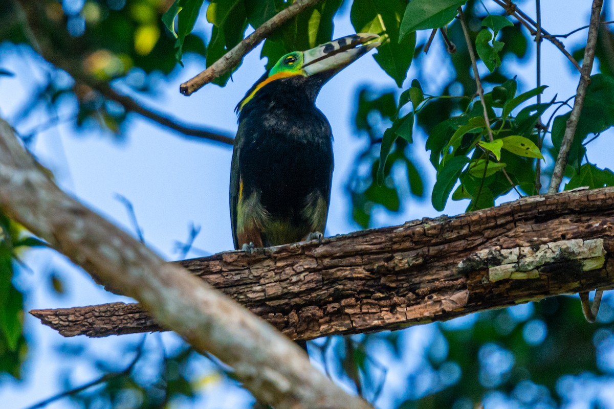 Benekli Gagalı Tukanet - ML647656674