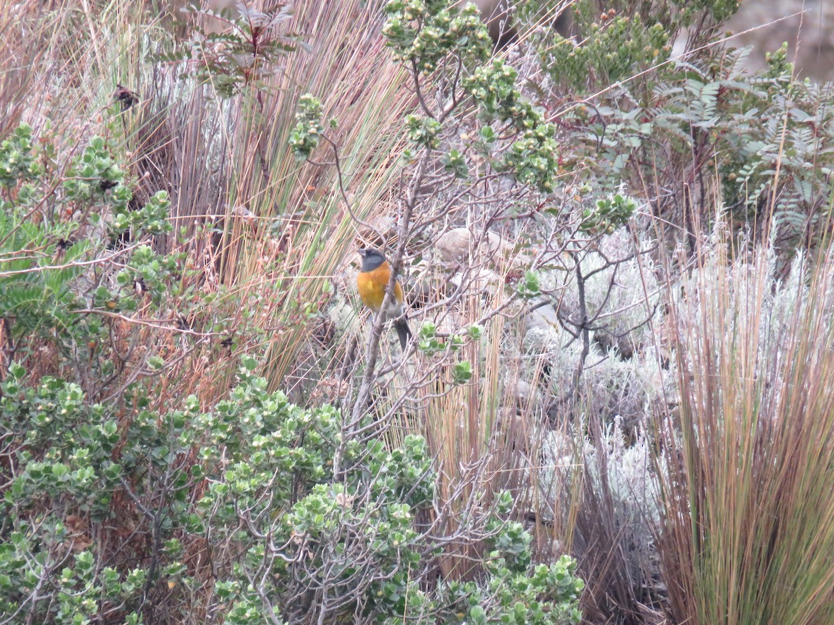 Вівсянчик сіроголовий - ML647656690