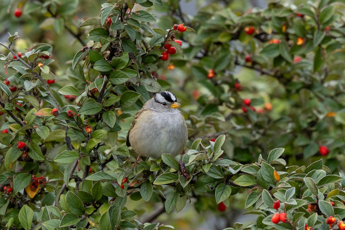 Dachsammer - ML647656691