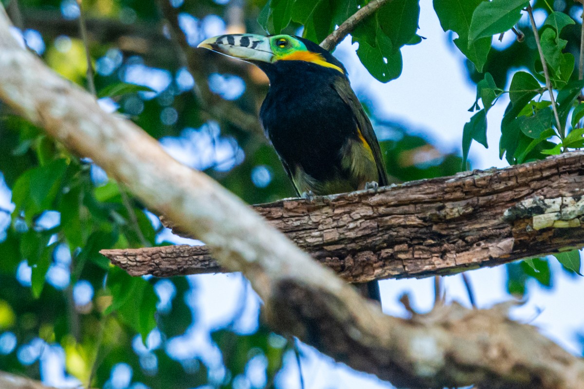 Benekli Gagalı Tukanet - ML647656696