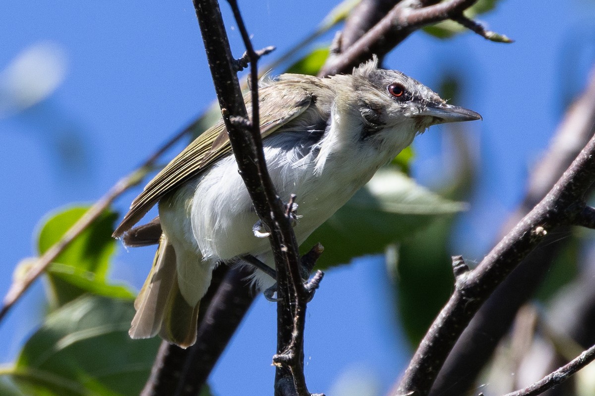 アカメモズモドキ - ML647656700