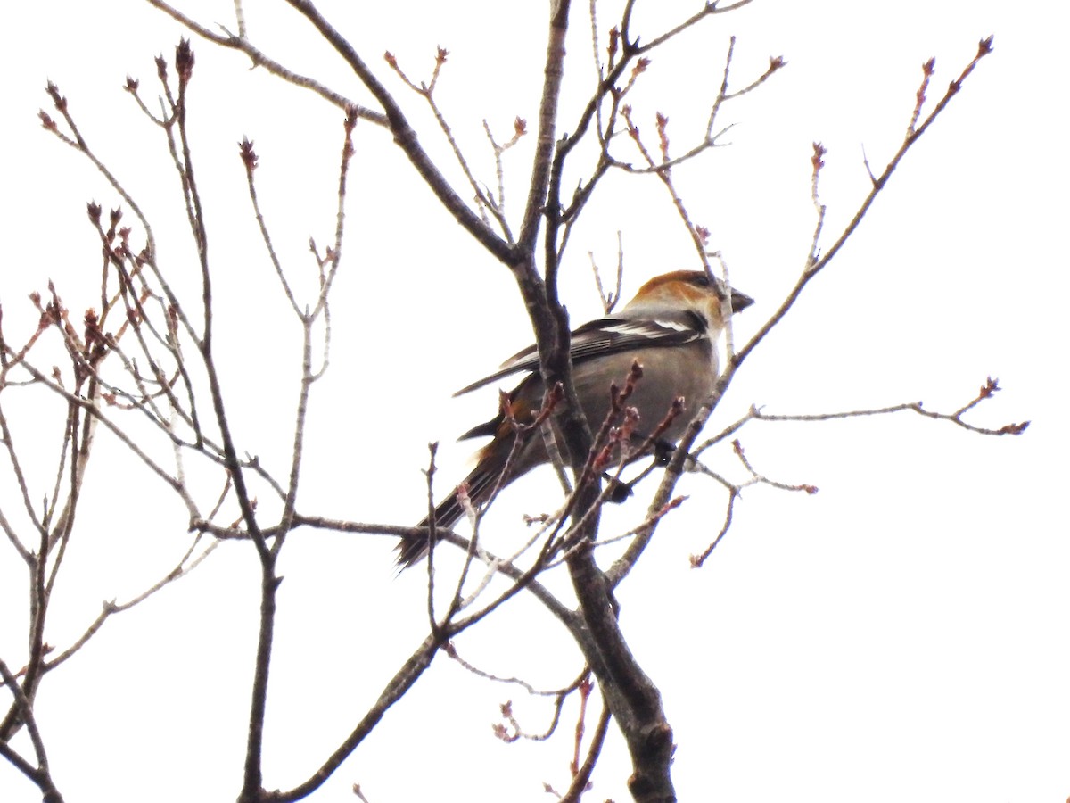 ギンザンマシコ - ML647656701