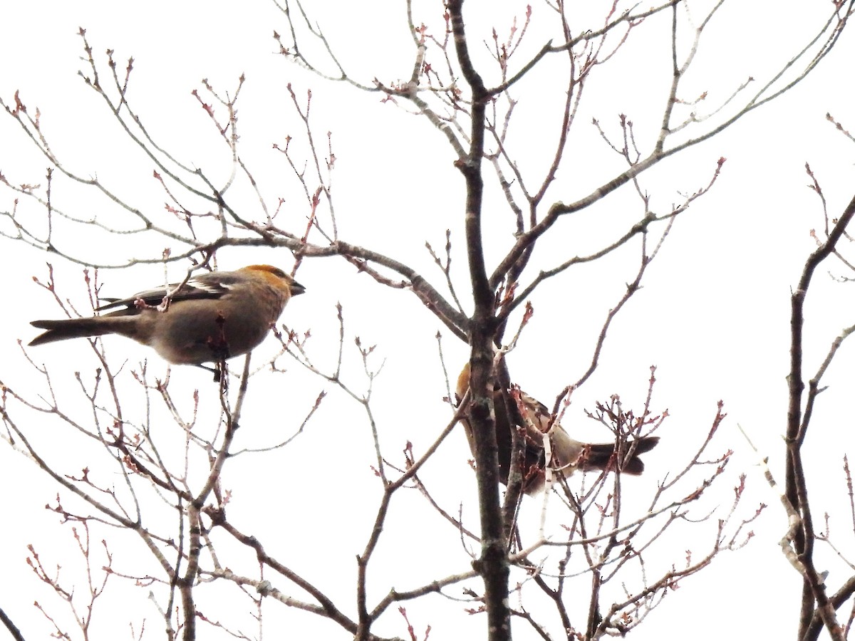 ギンザンマシコ - ML647656702