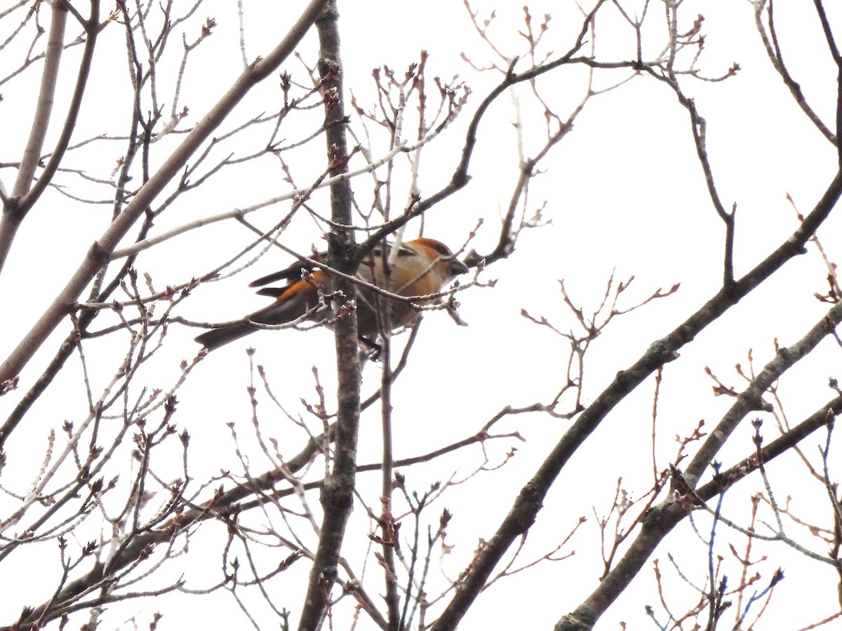 Смеречник тайговий - ML647656703
