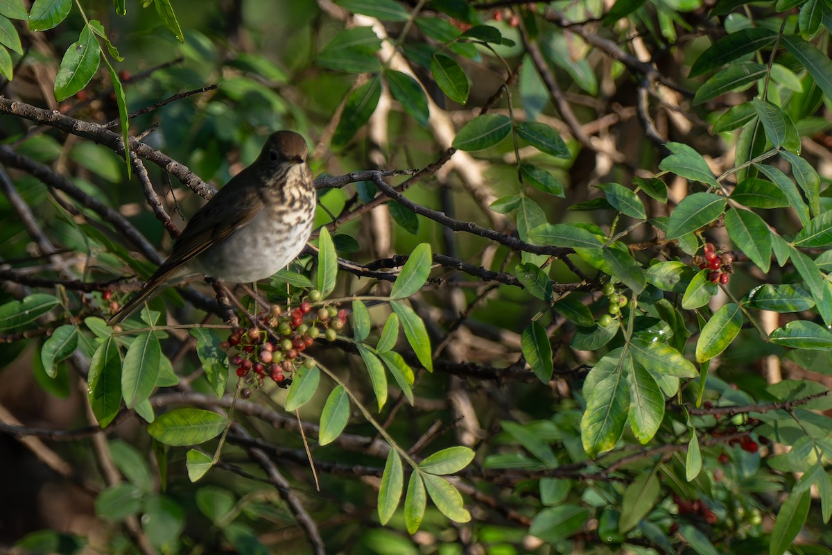 Дрізд-короткодзьоб плямистоволий - ML647656707