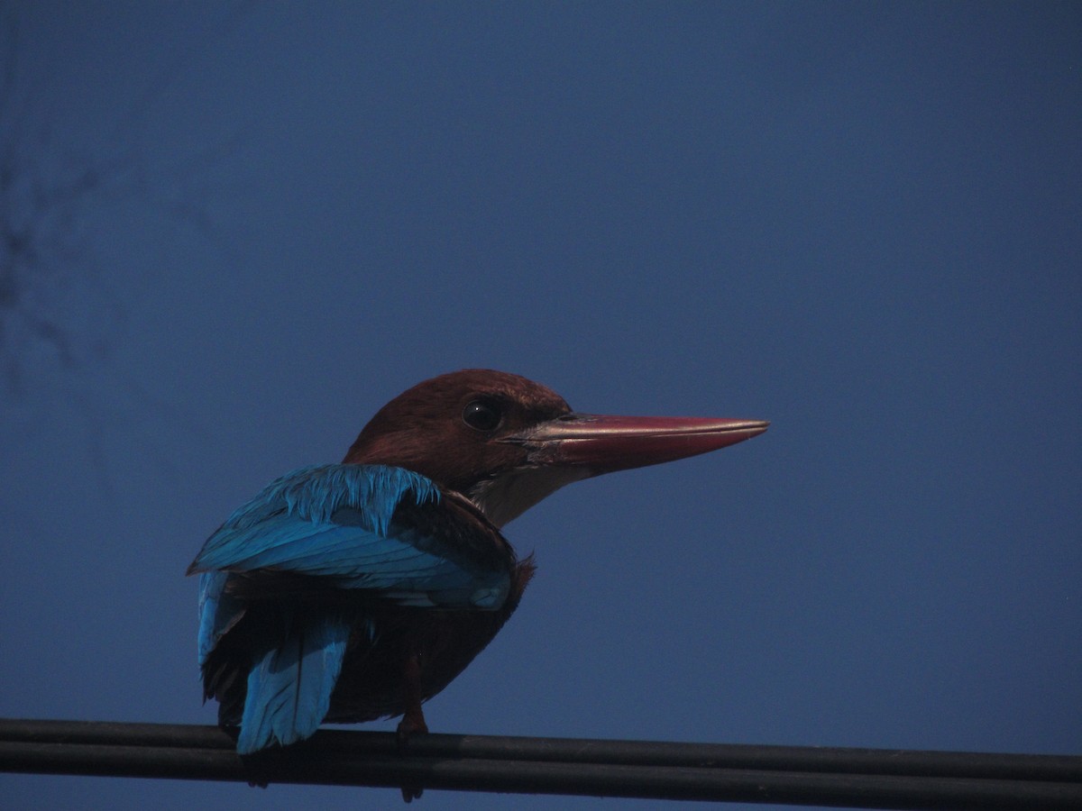 Альціон білогрудий - ML647656708