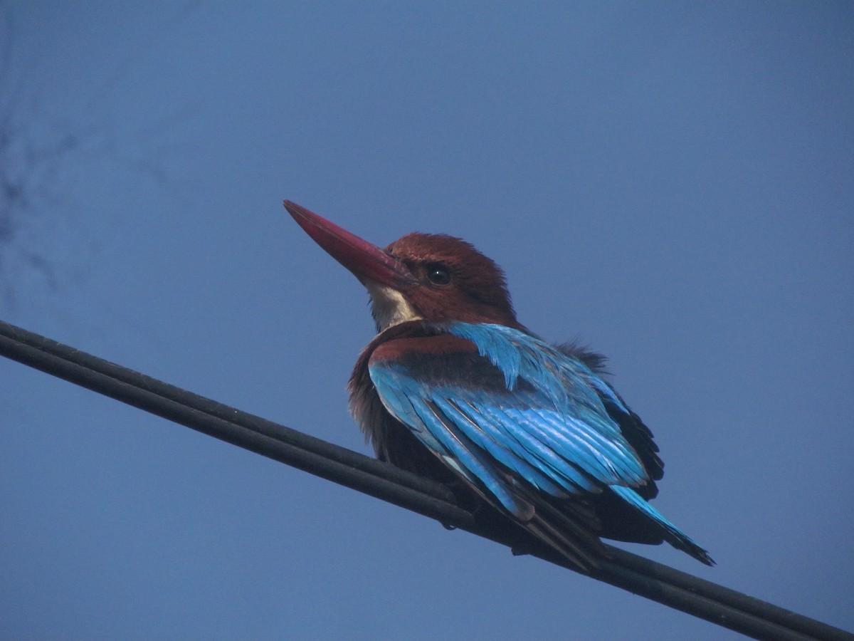 Альціон білогрудий - ML647656710