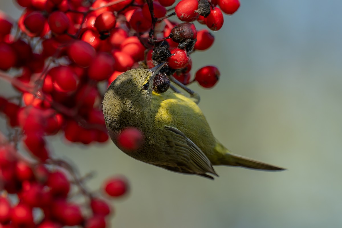 Червоїд оливковий - ML647656716