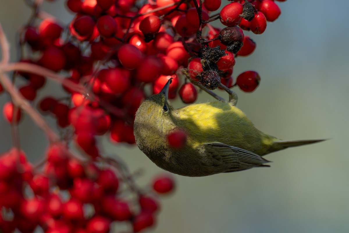 Червоїд оливковий - ML647656718