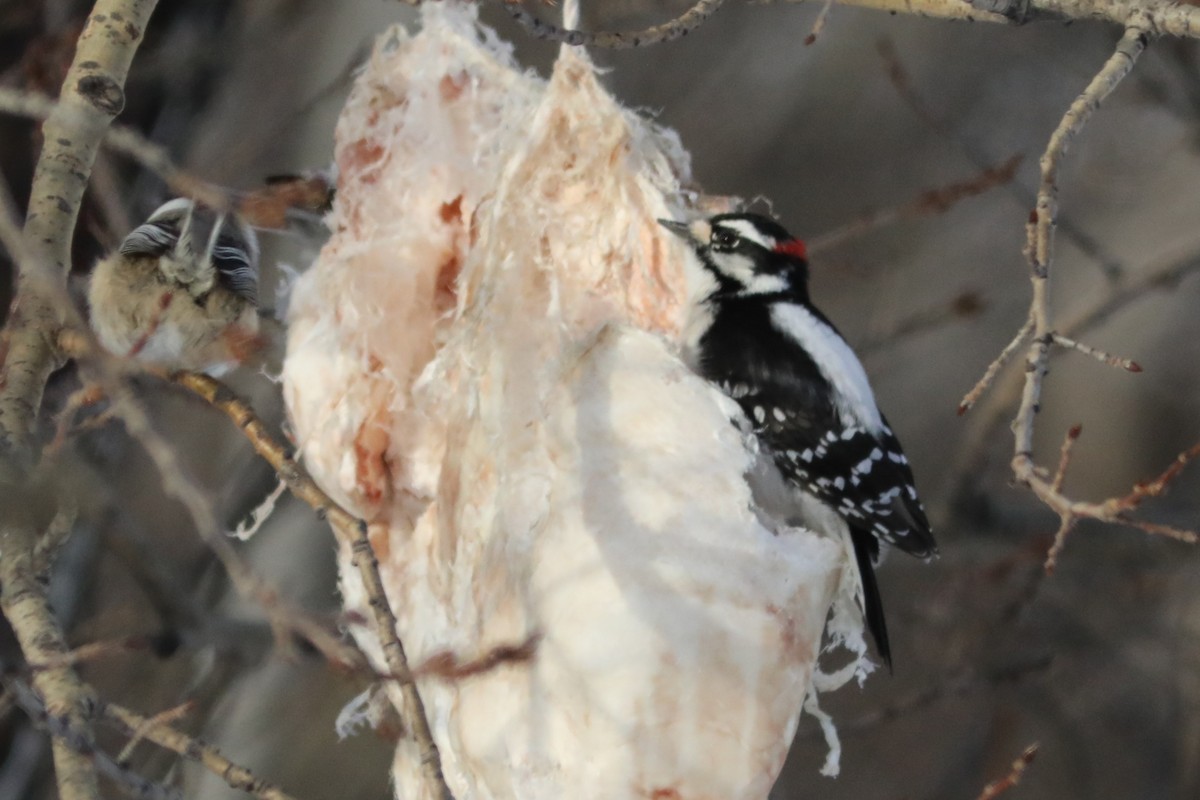 Дятел пухнастий - ML647656720