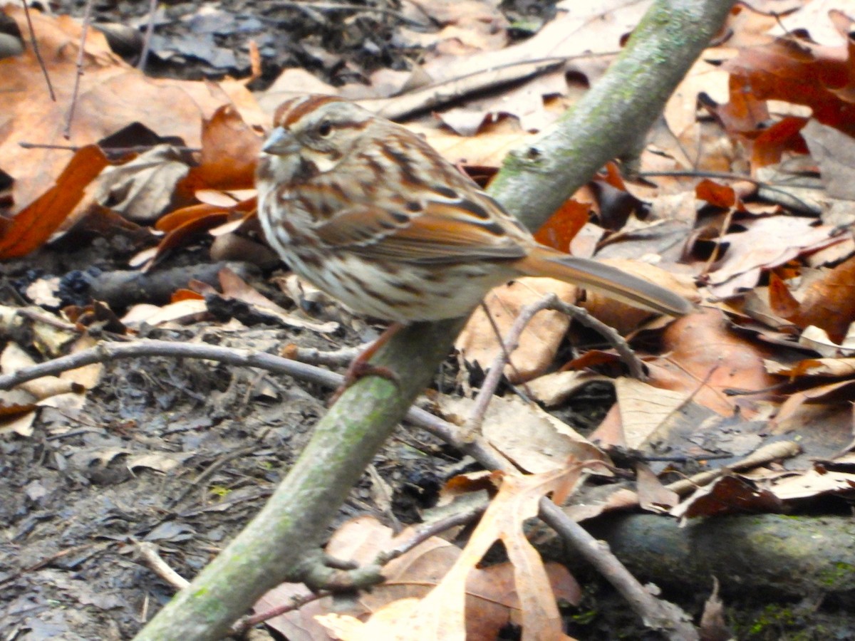 Пасовка співоча - ML647656721