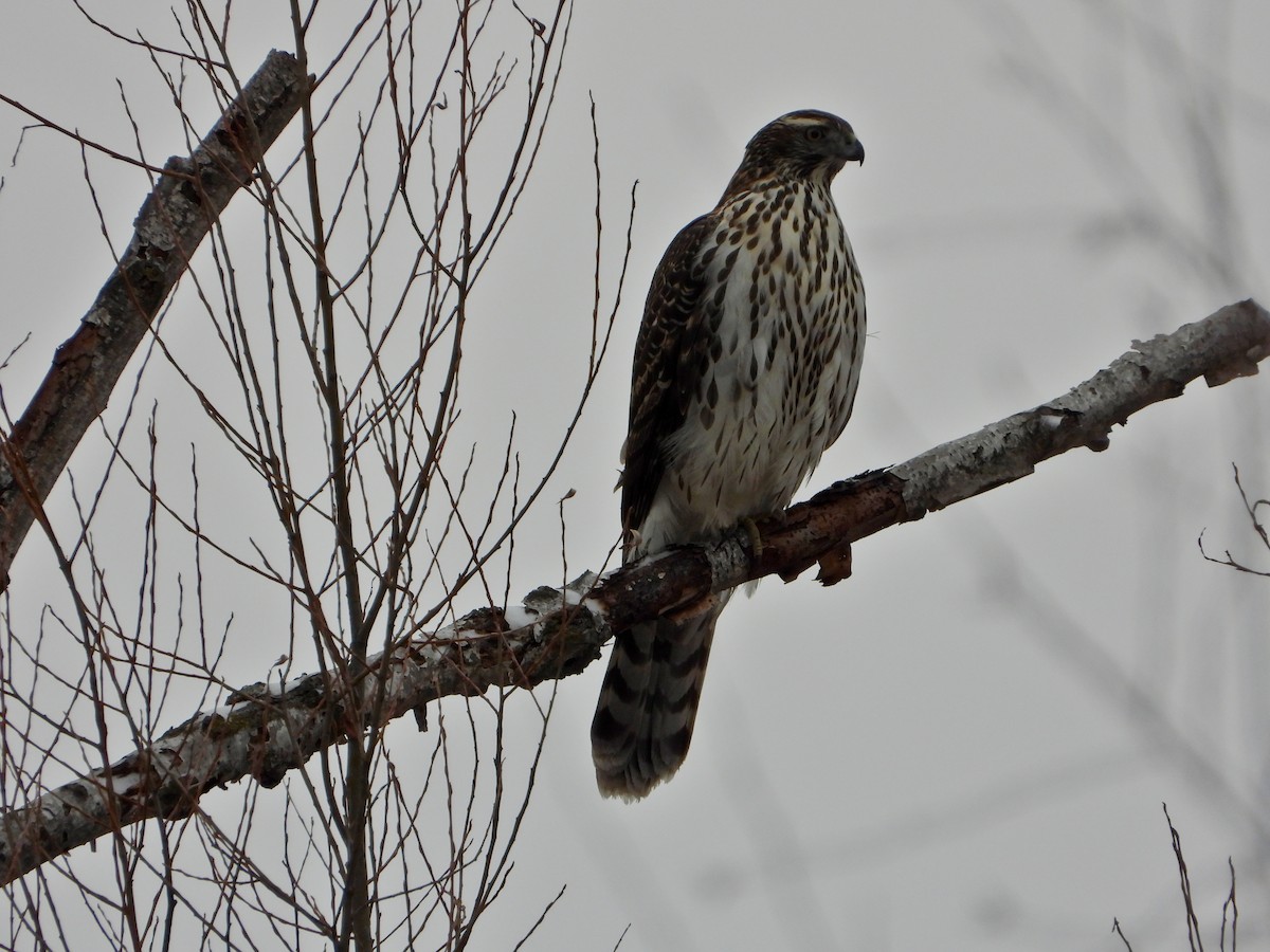 American Goshawk - ML647656722