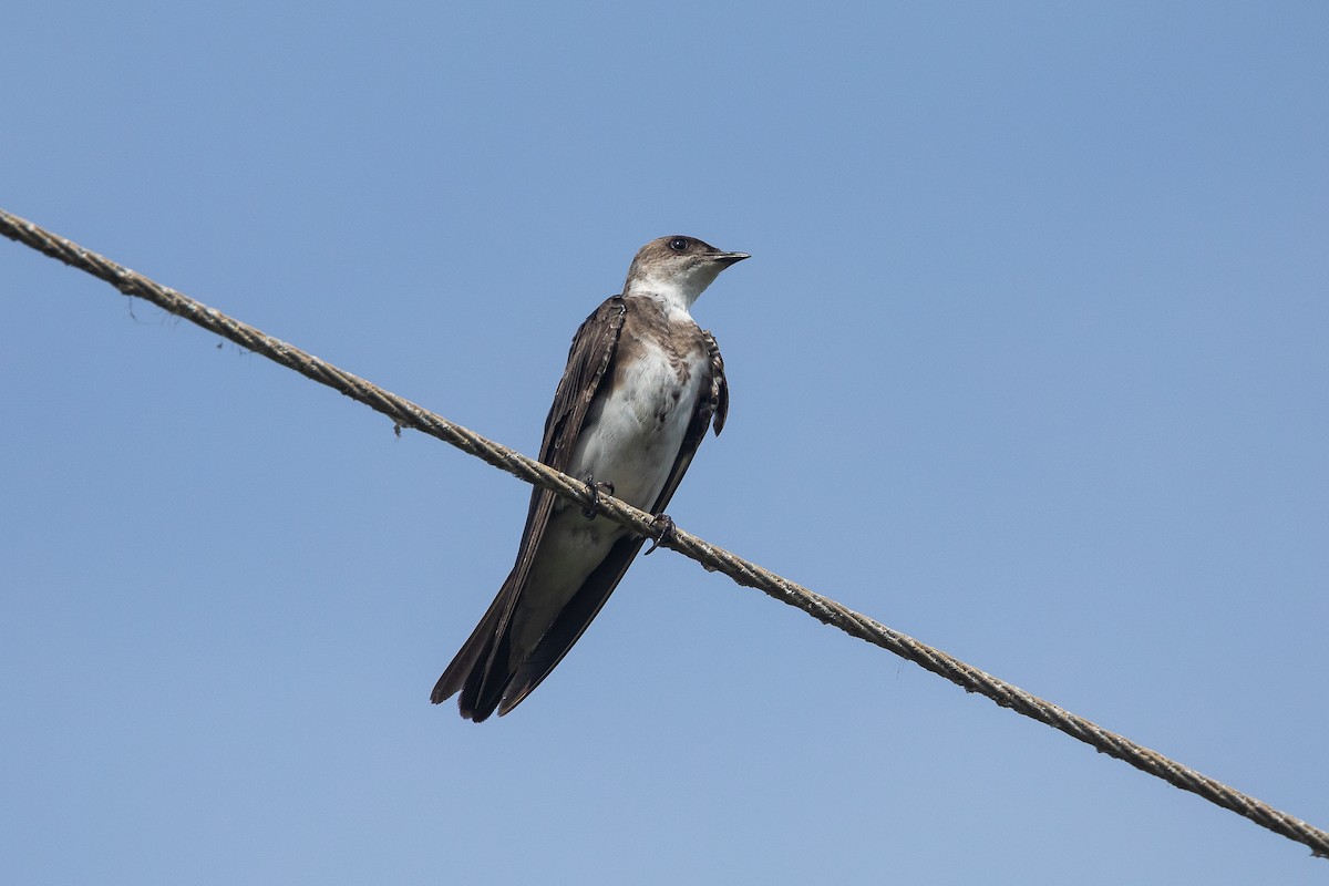 Щурик бурий - ML647656723