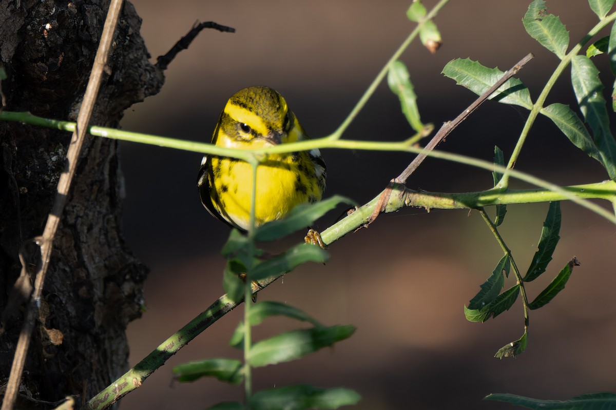 Пісняр-лісовик західний - ML647656724