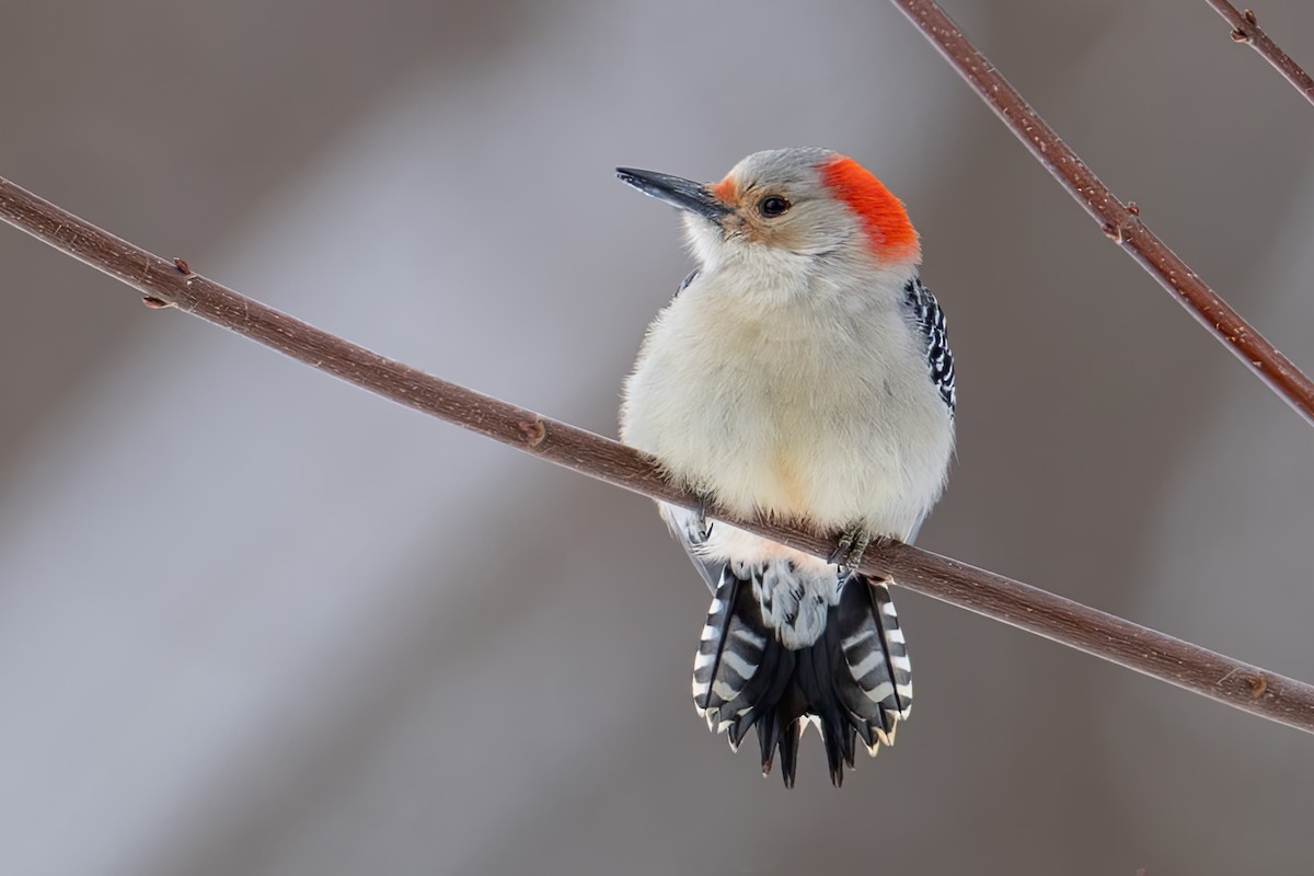 Гіла каролінська - ML647656725