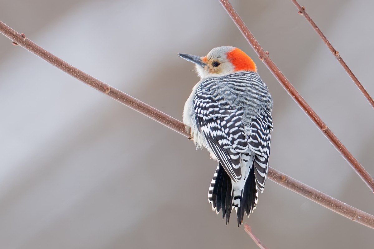 Гіла каролінська - ML647656726