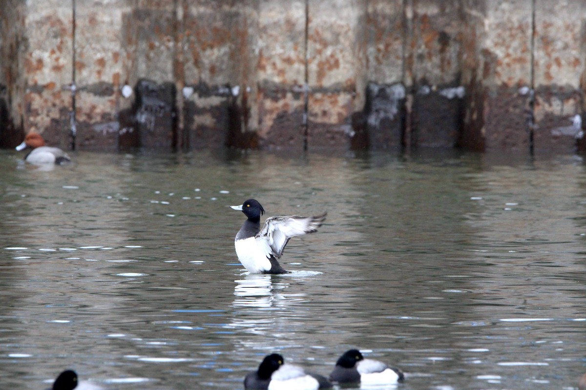 Чернь чубата - ML647656728