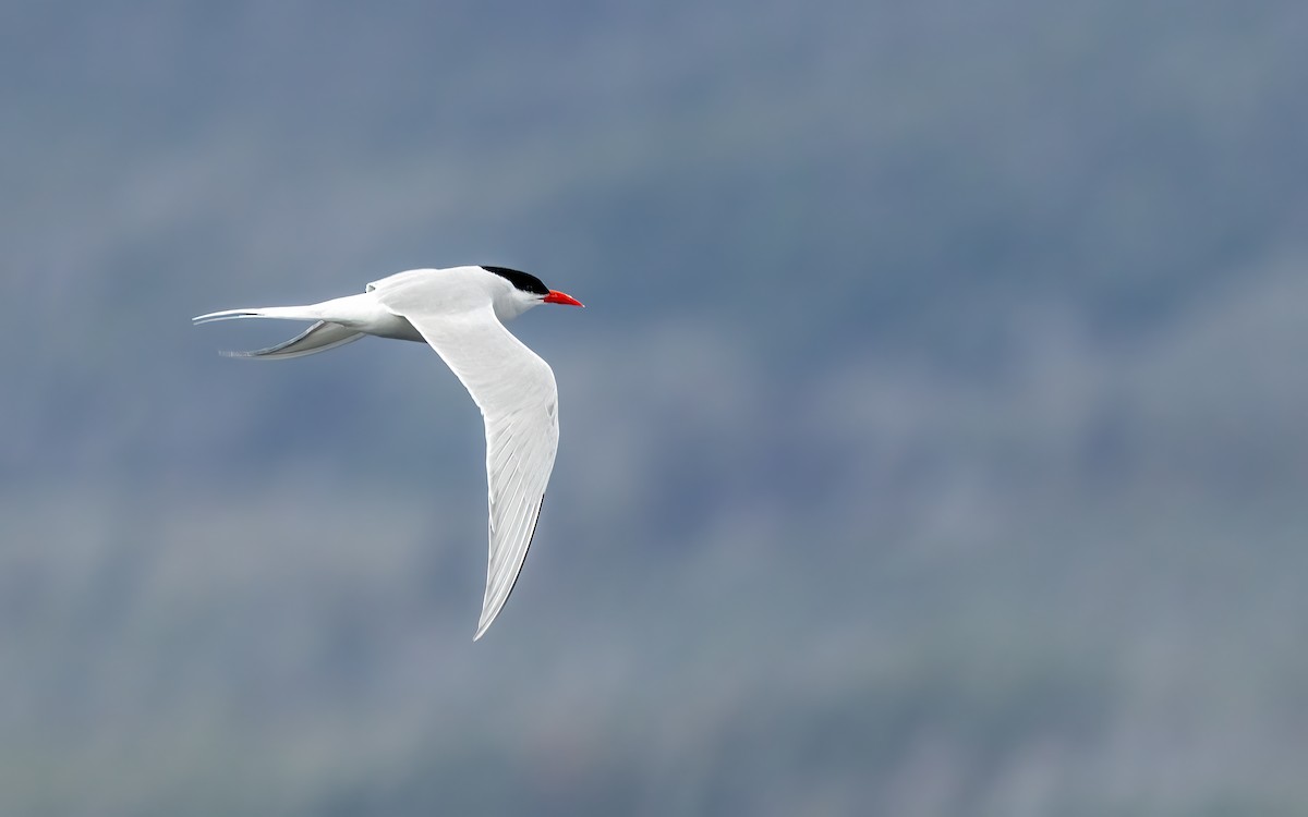 Крячок американський - ML647656729