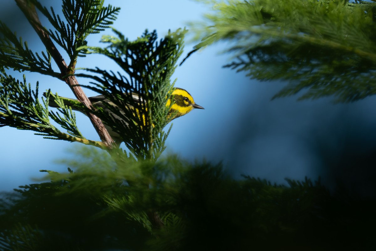 Пісняр-лісовик західний - ML647656730