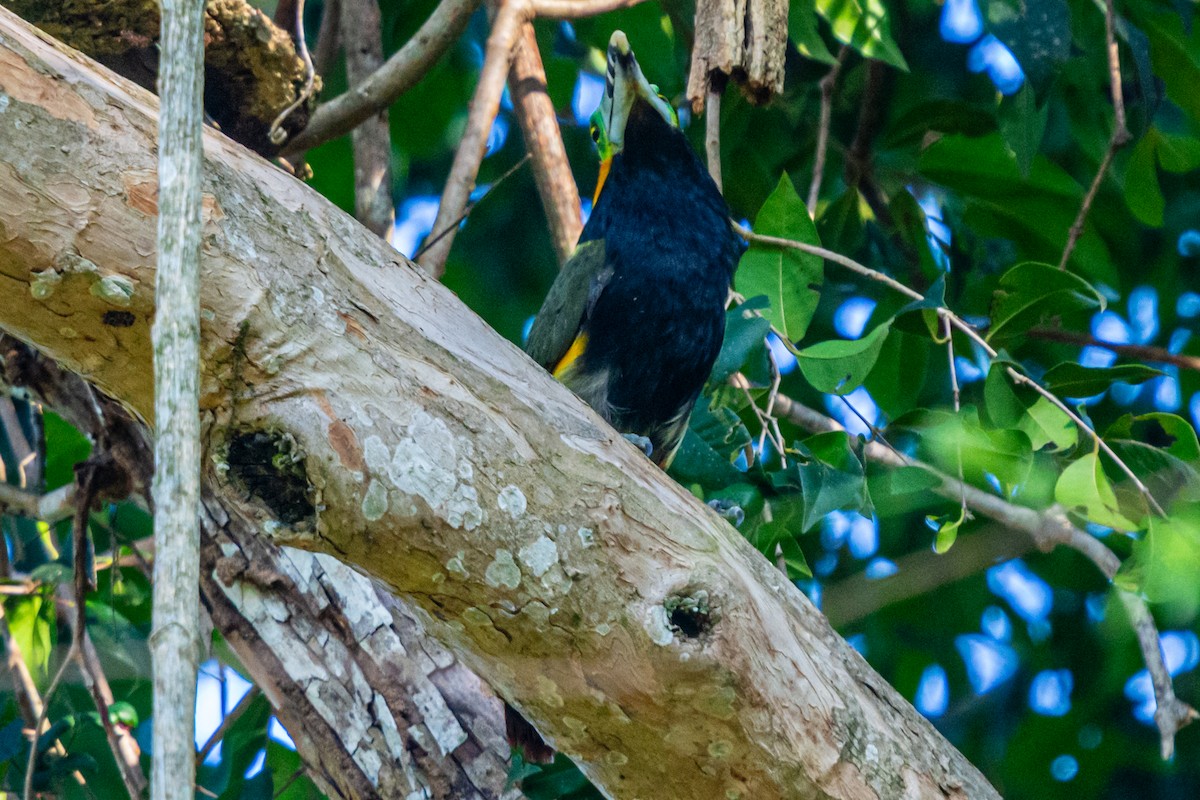 Тукан смугастодзьобий - ML647656732