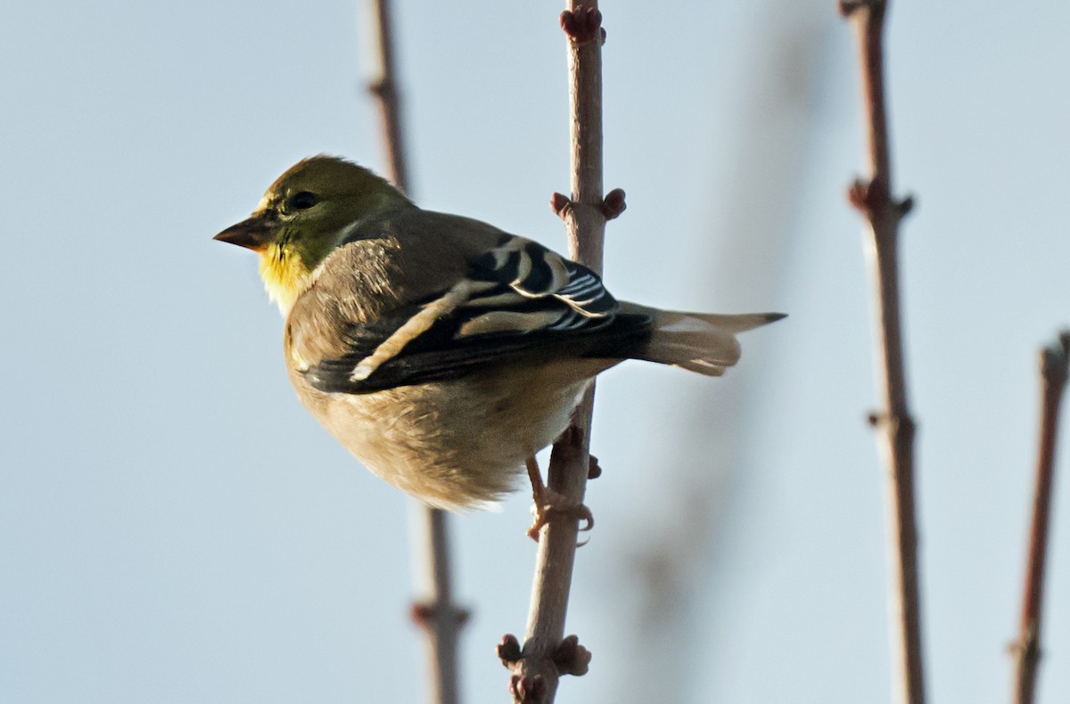 Чиж золотий - ML647656733