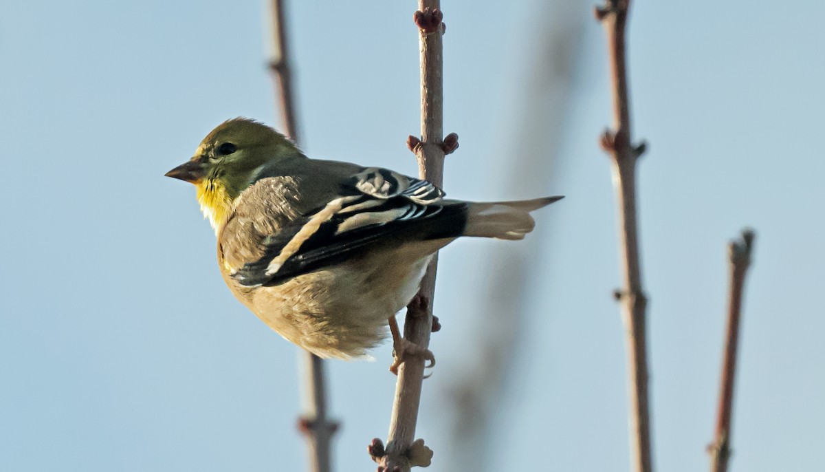 Чиж золотий - ML647656735