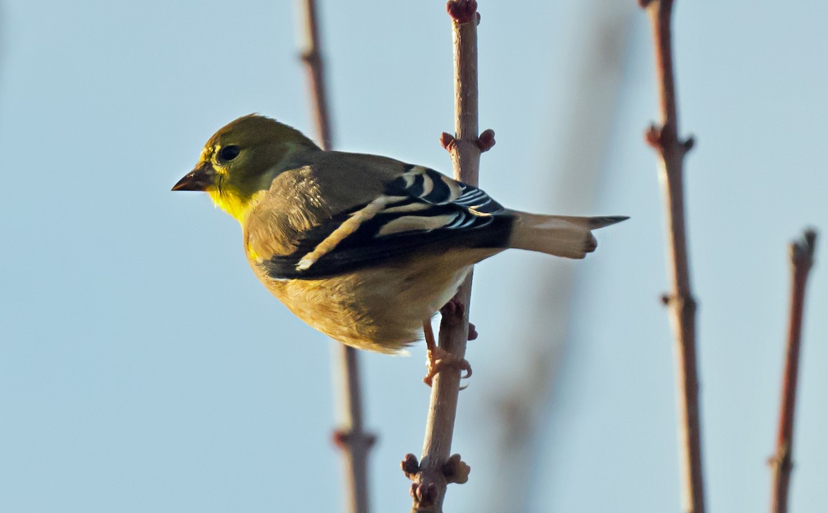 Чиж золотий - ML647656736