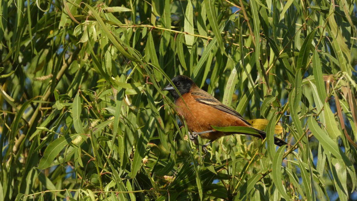 Трупіал садовий - ML647656737
