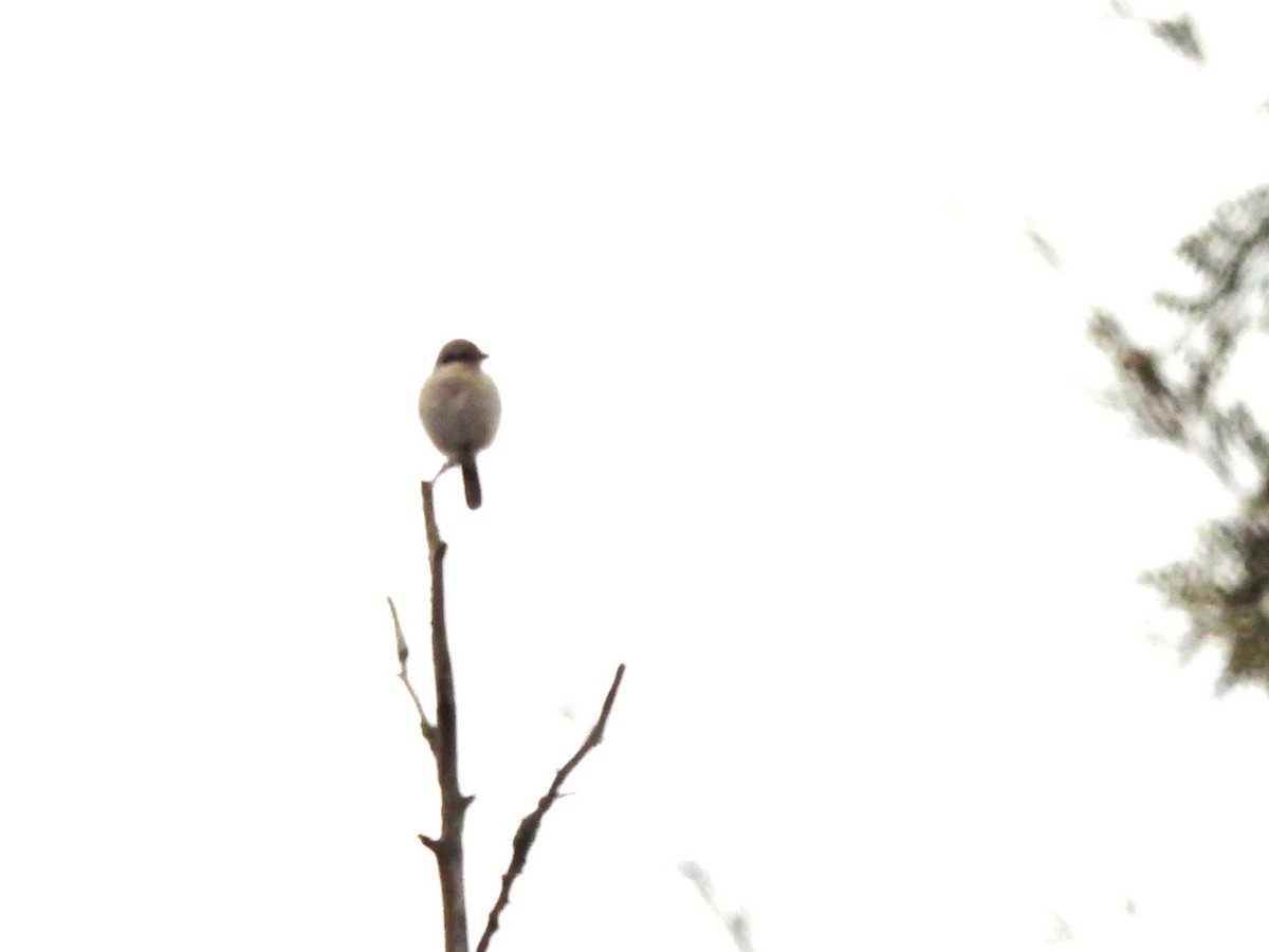 Сорокопуд північний - ML647656740