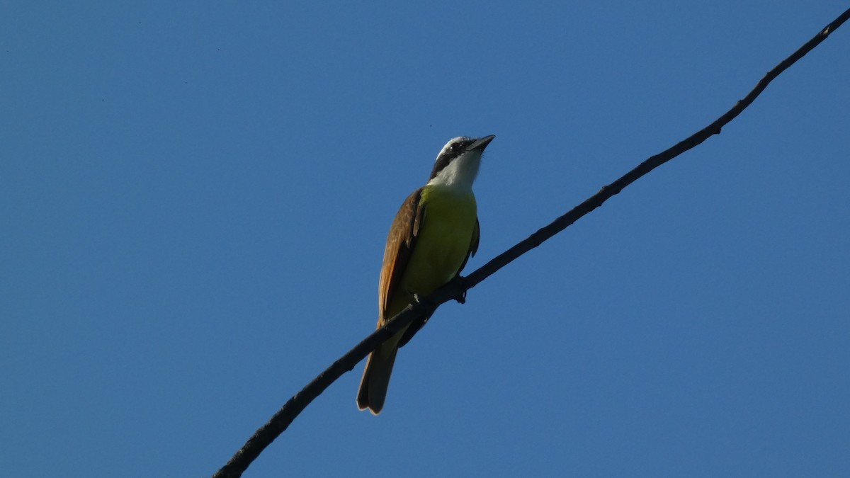 Tyran sociable - ML647656753