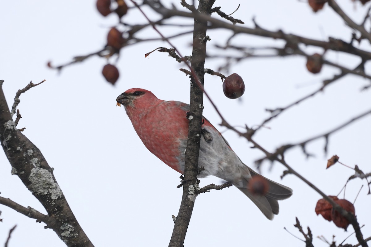 ギンザンマシコ - ML647656754