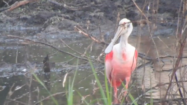 Roseate Spoonbill - ML647656755
