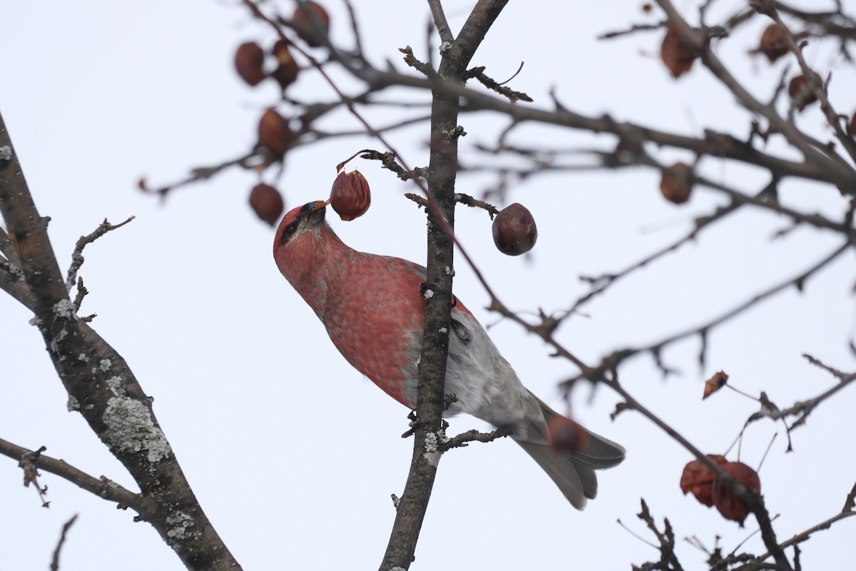 ギンザンマシコ - ML647656756