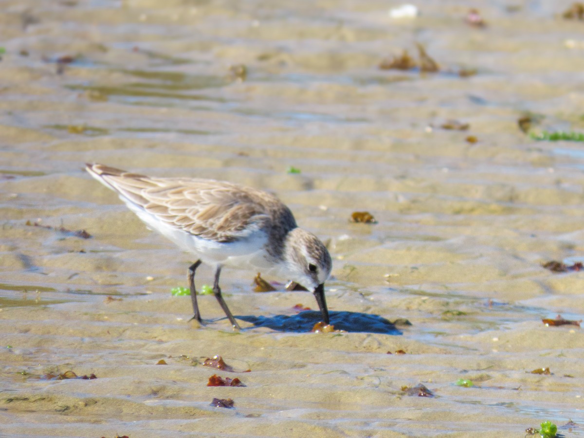 Semipalmated Sandpiper - ML647656759