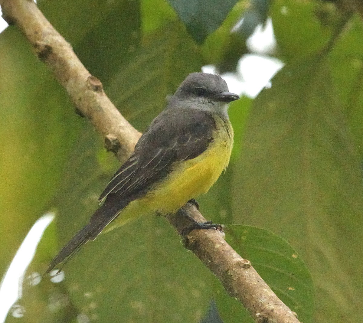 Tropical Kingbird - ML647656765