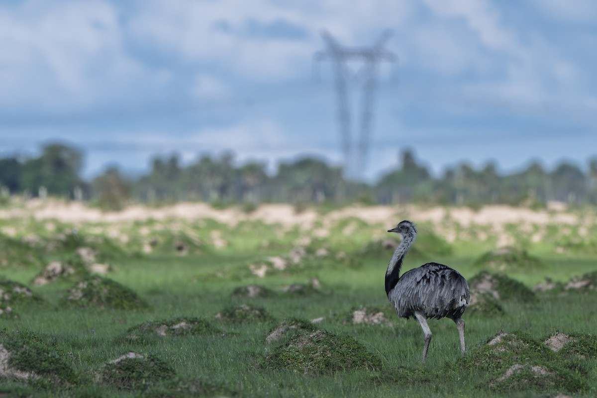 Greater Rhea - ML647656789