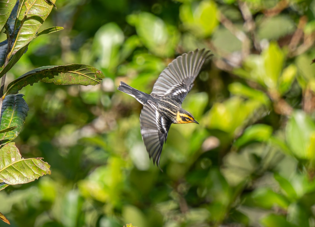 Blackburnian Warbler - ML647656807