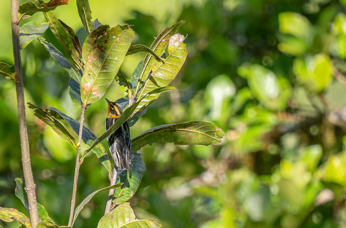 Blackburnian Warbler - ML647656808