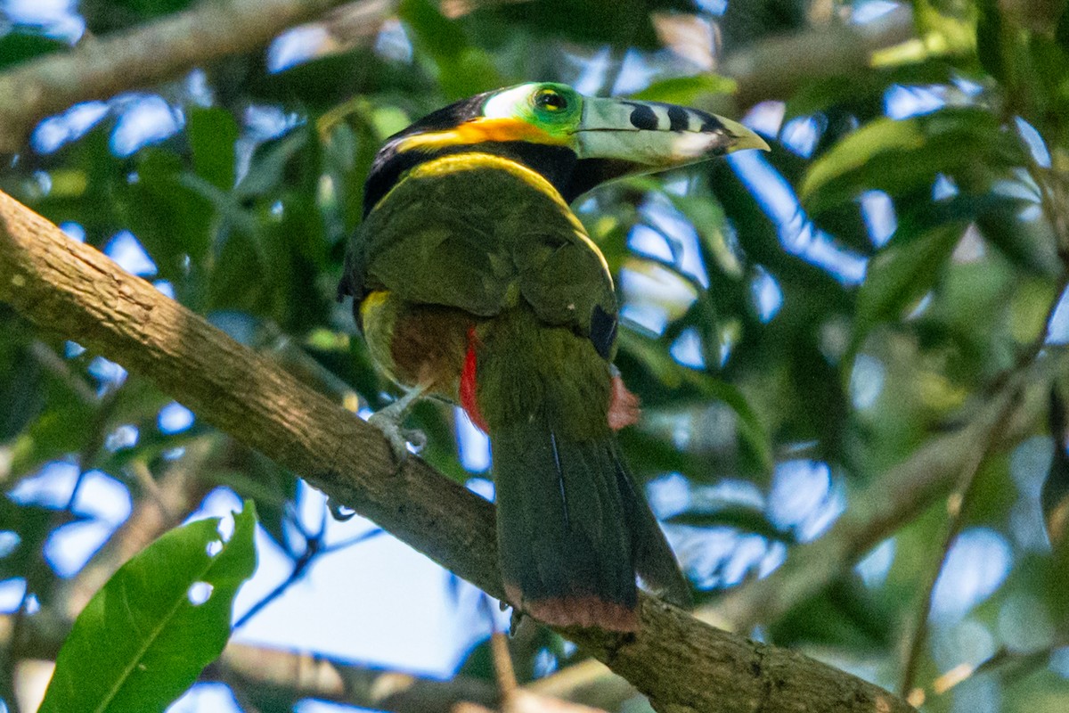 Benekli Gagalı Tukanet - ML647656809